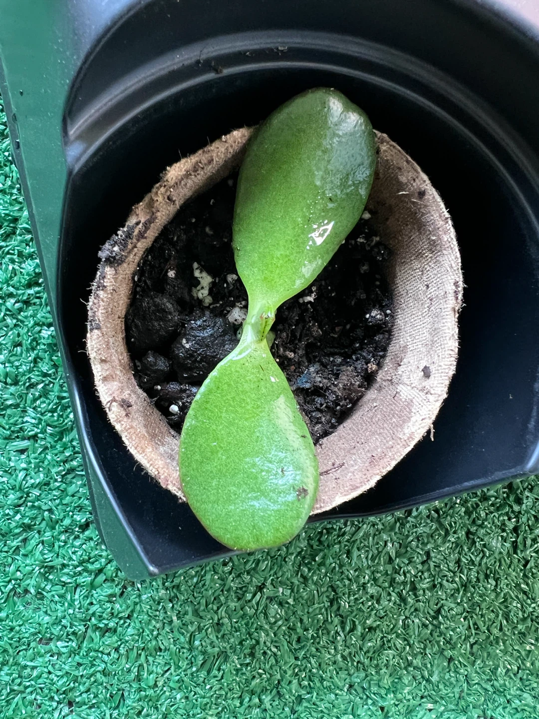 Jade plant - a little green companion for winter heart💚