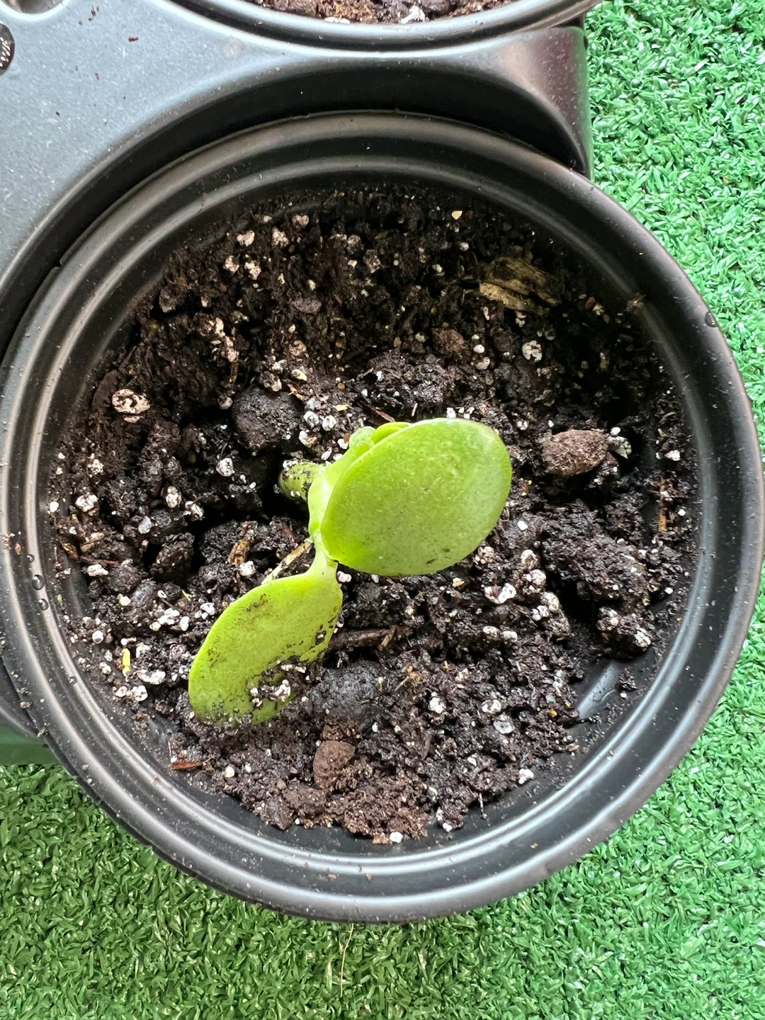 Jade plant - a little green companion for winter heart💚 - photo 2