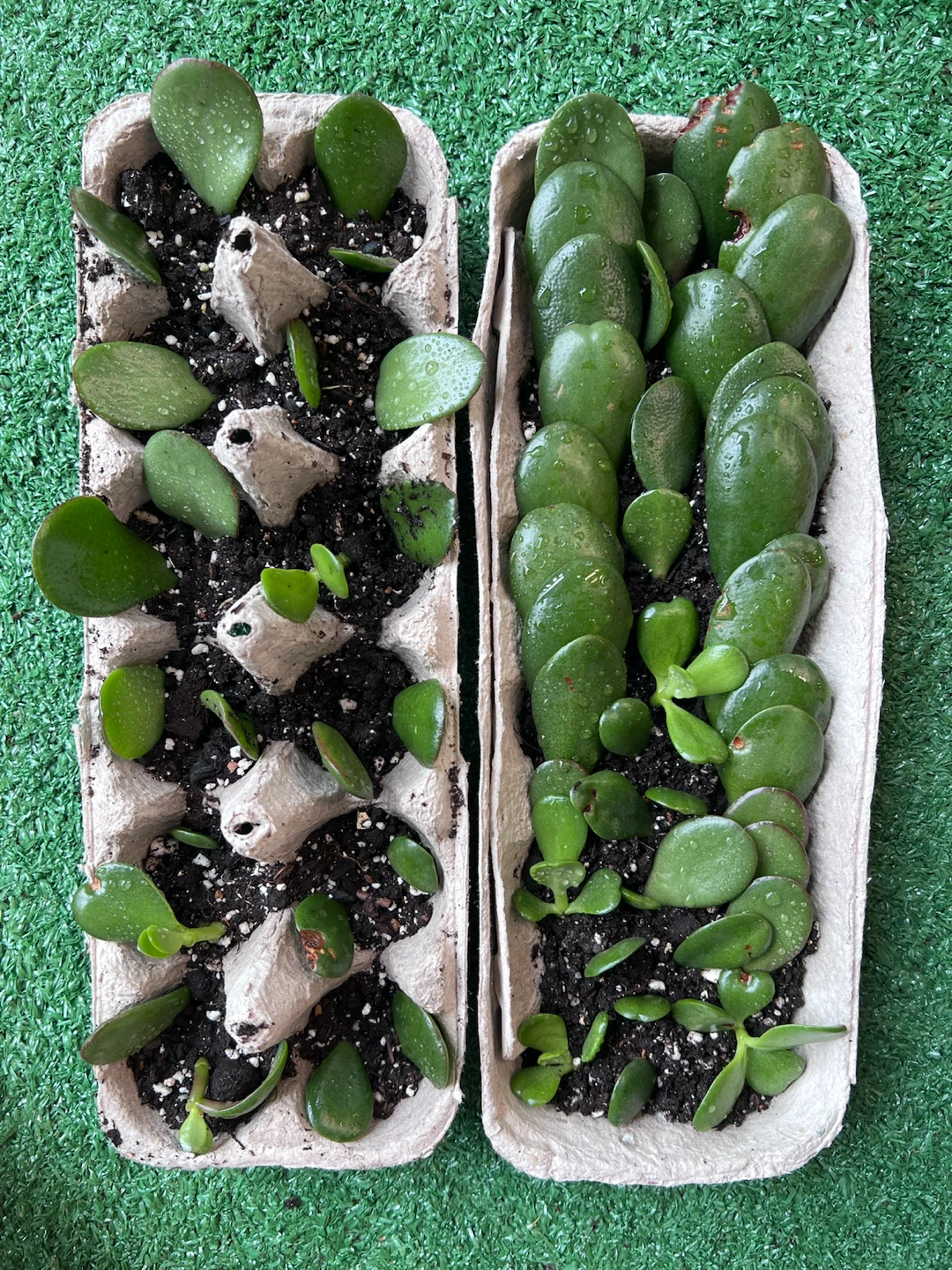 Jade plant - a little green companion for winter heart💚 - photo 4