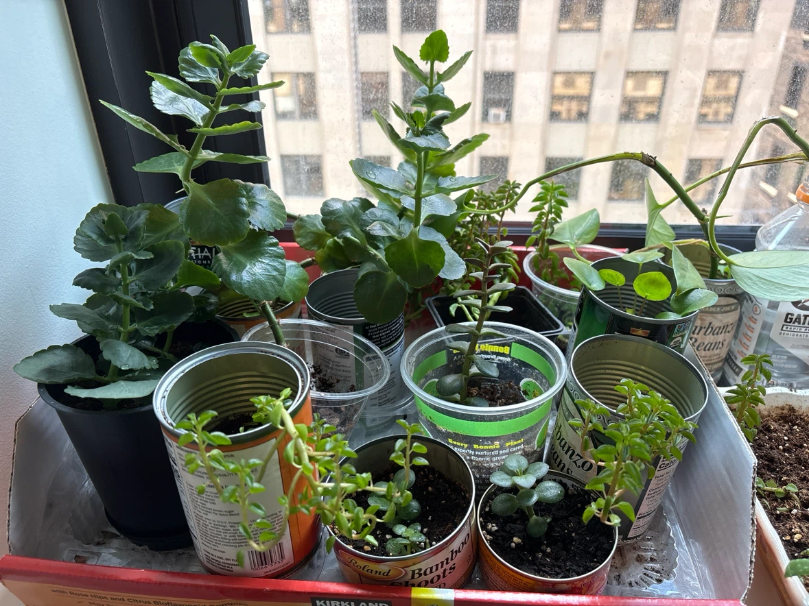 Potted Plant Propagations!