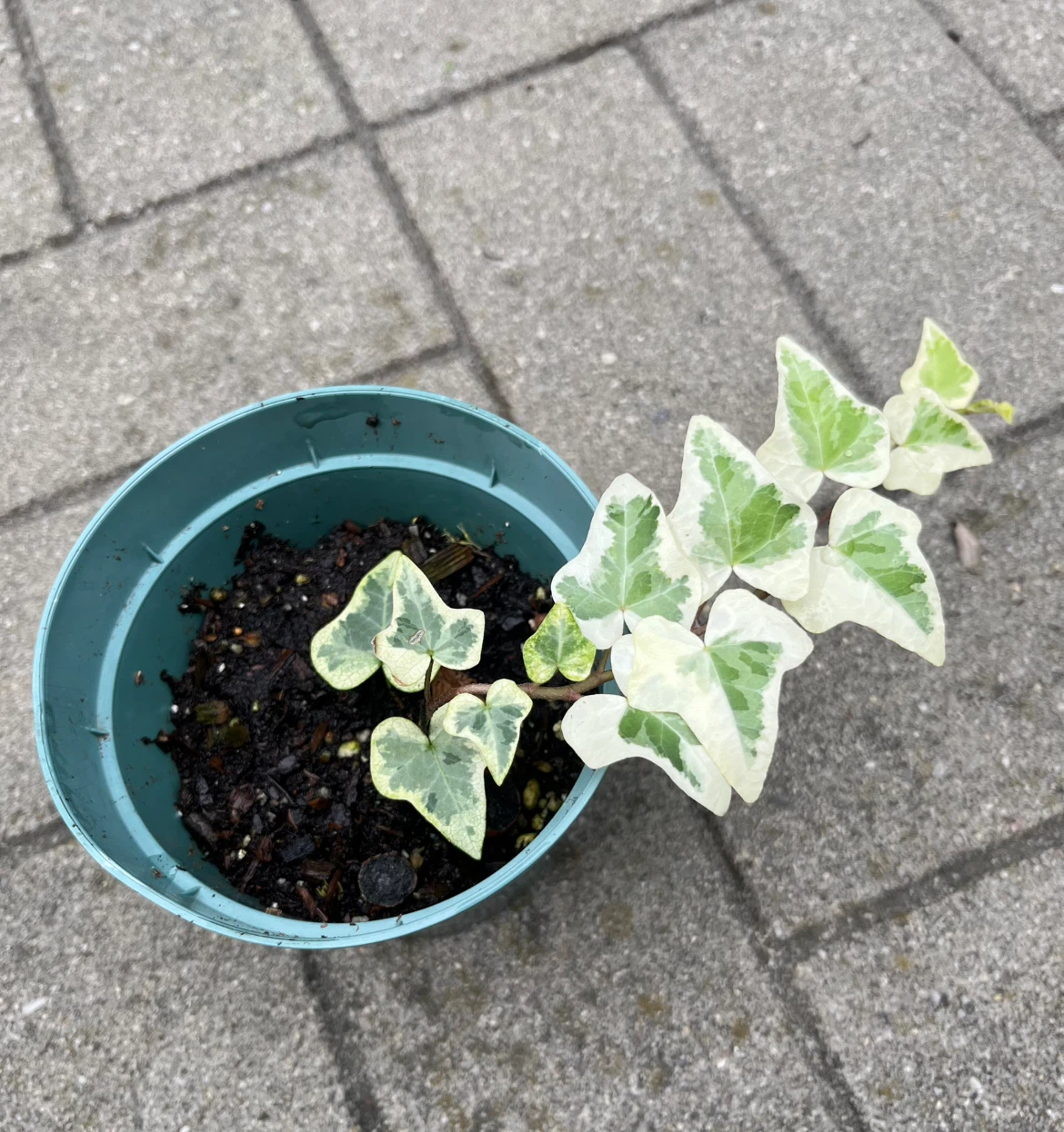 Variegated English Ivy Plant in 4” Pot