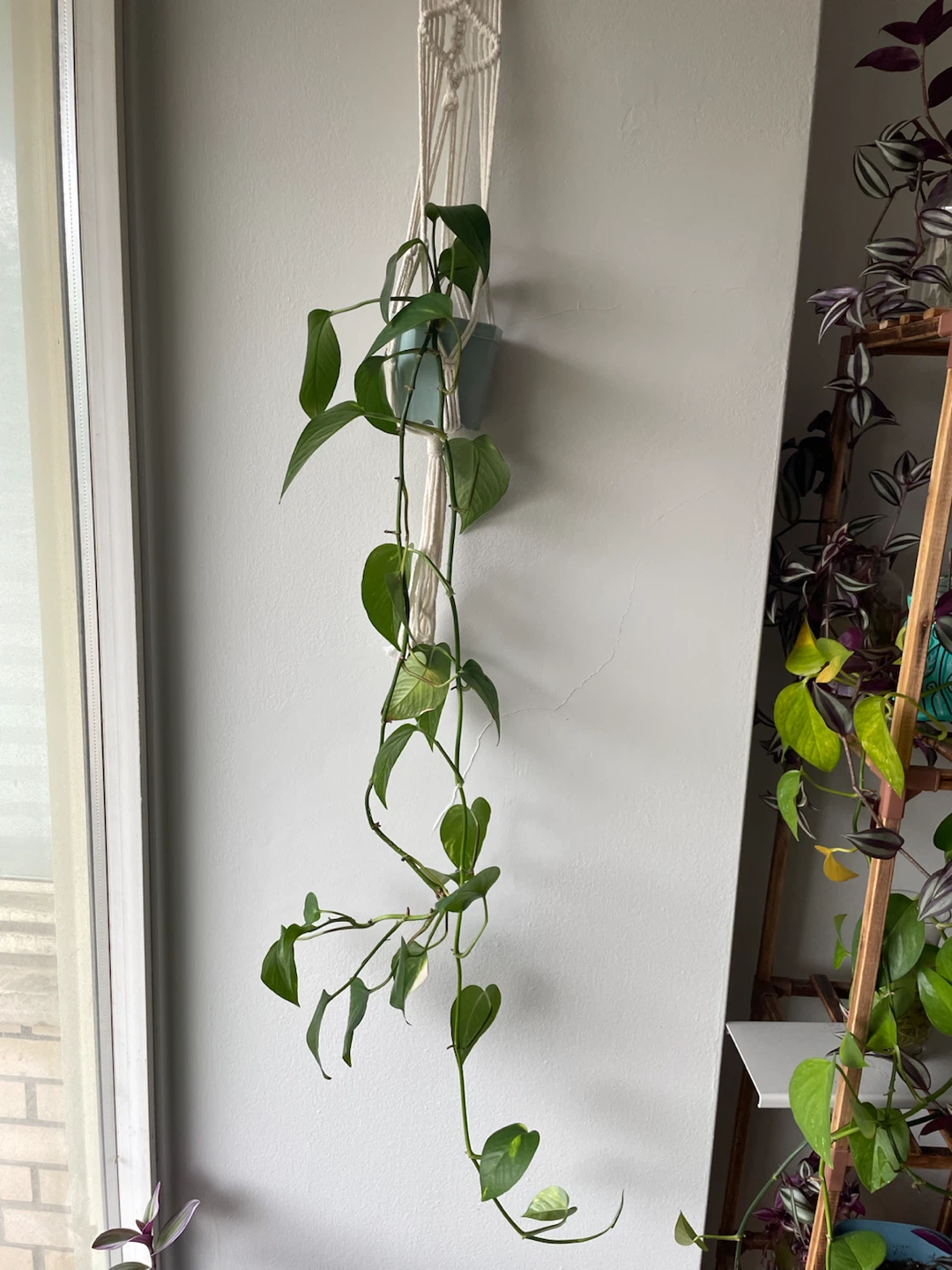 Beautiful Golden Pothos in Macrame Hanger