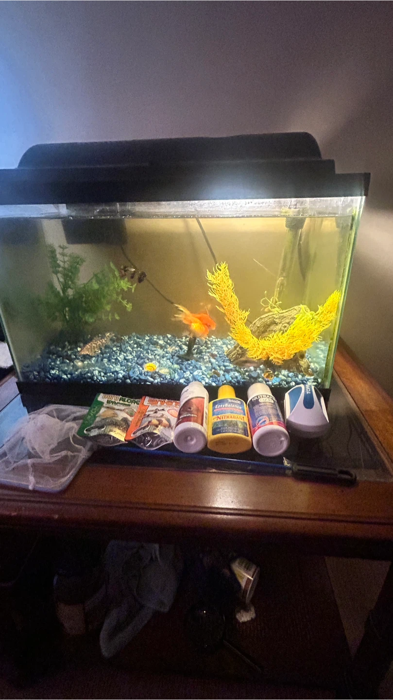 Fish Tank with Accessories