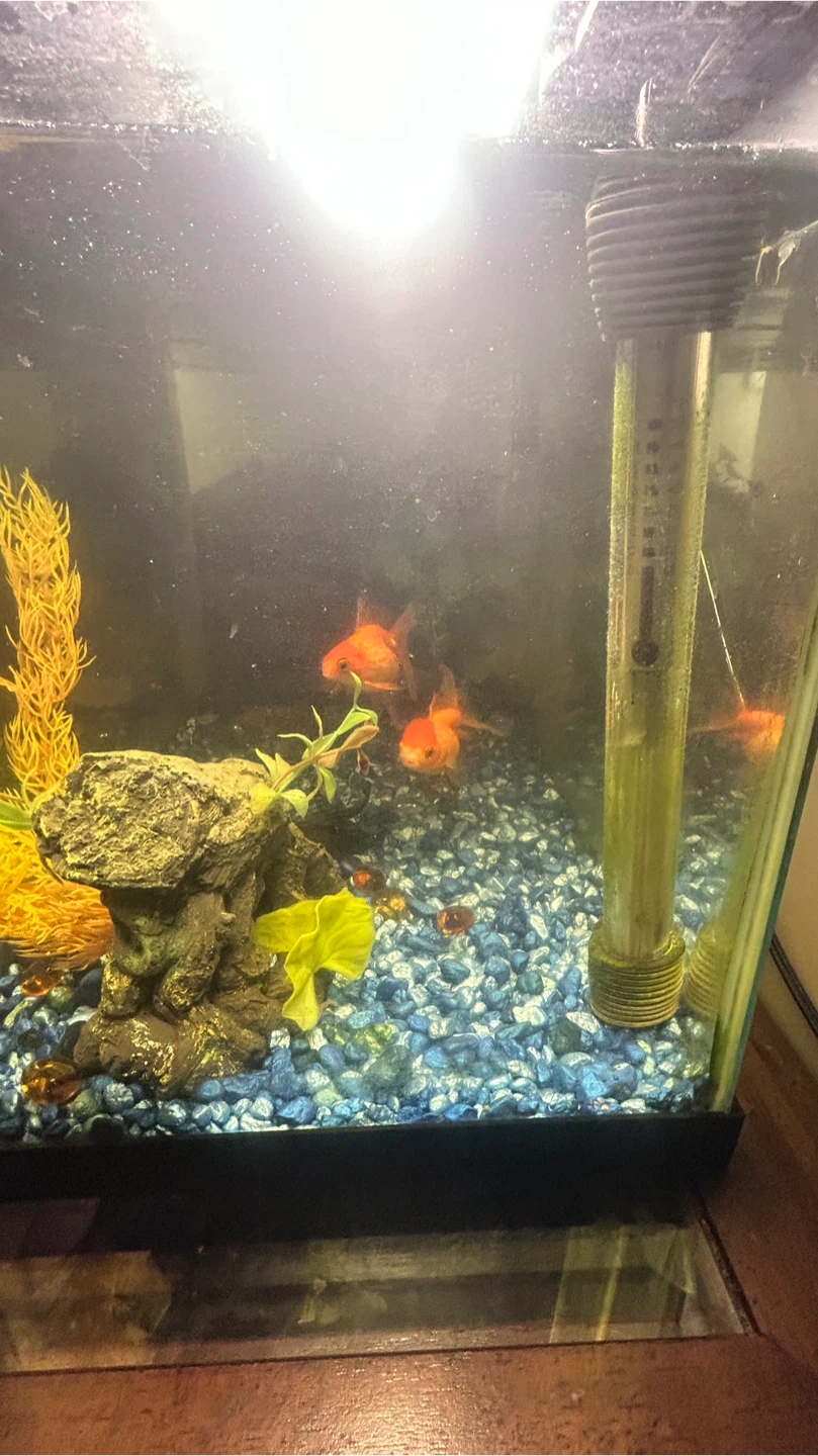 Fish Tank with Accessories - photo 5