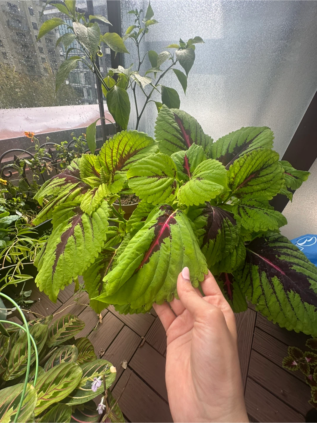 Large Coleus Plant