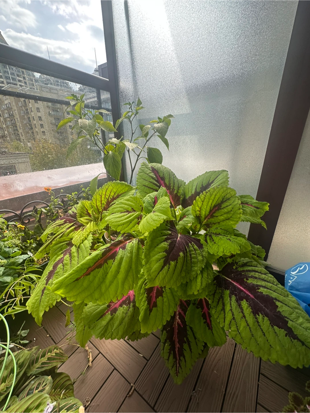 Large Coleus Plant - photo 2