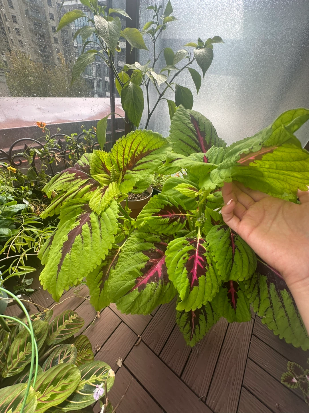 Large Coleus Plant - photo 3