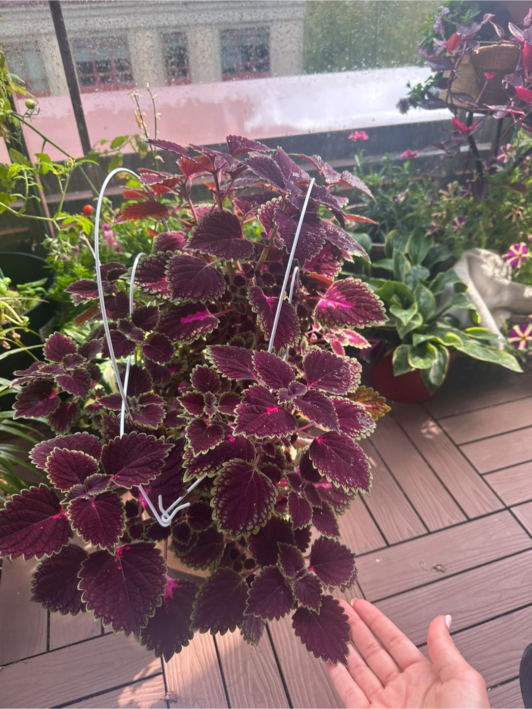 Large Potted Coleus Plant