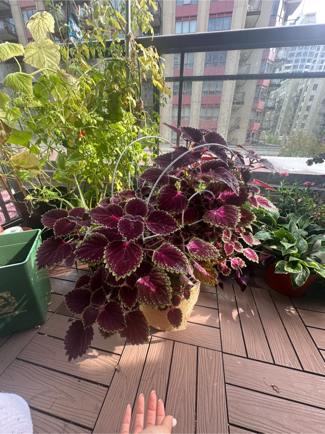 Large Potted Coleus Plant - photo 2