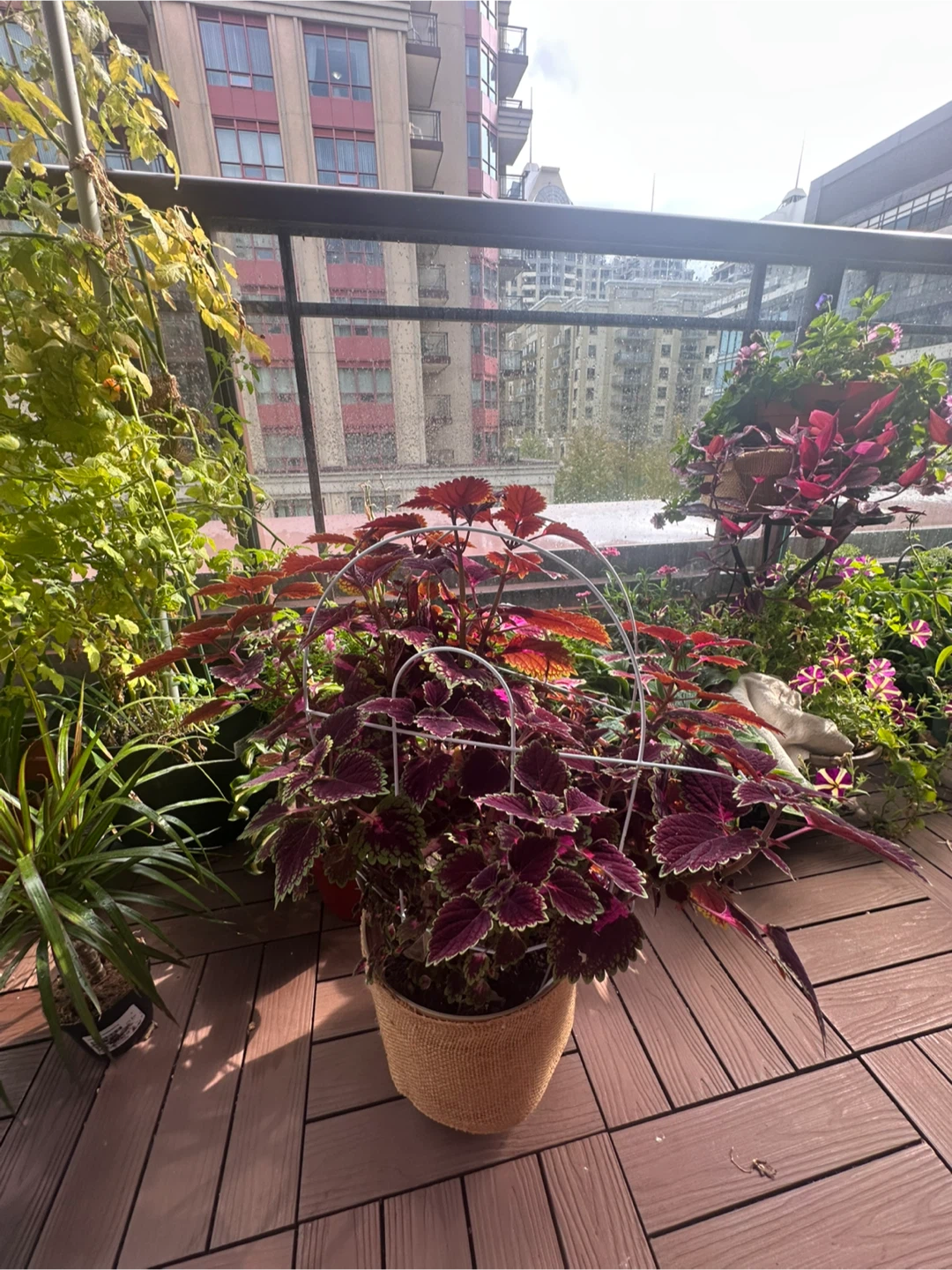 Large Potted Coleus Plant - photo 3