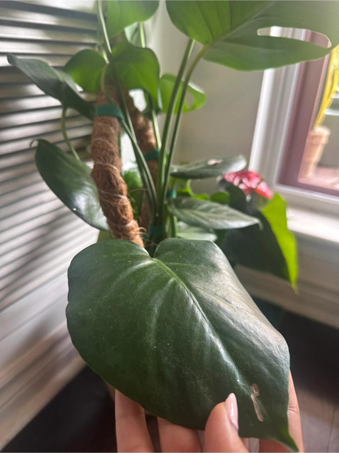 Monstera Plant