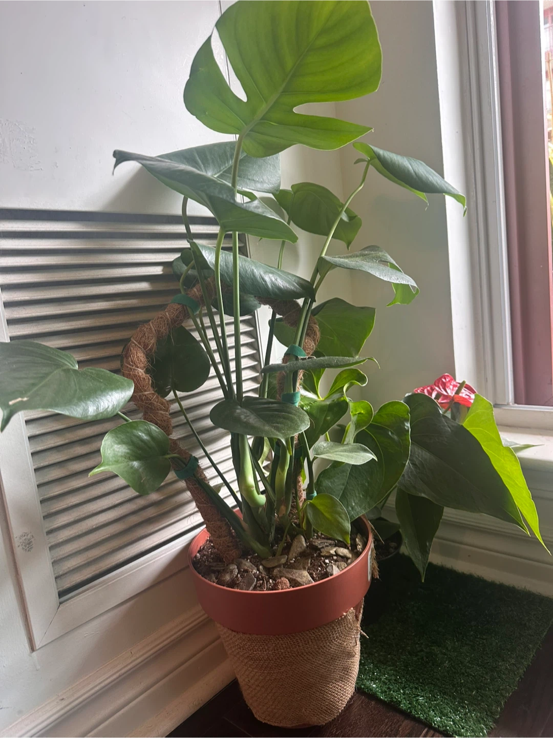 Monstera Plant - photo 2