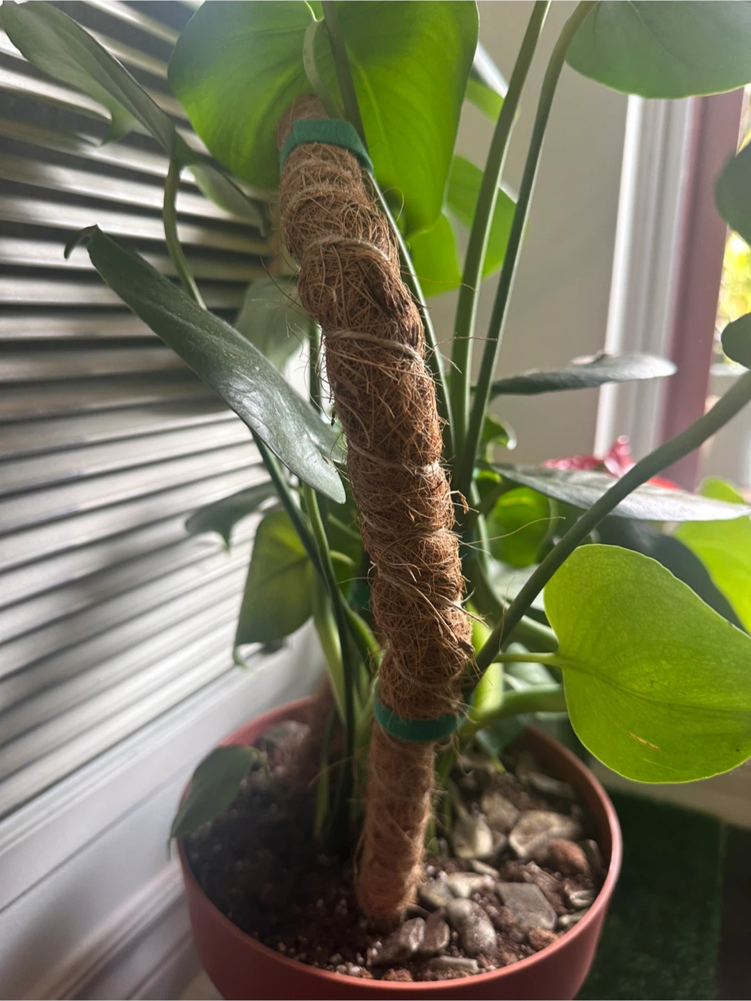 Monstera Plant - photo 3