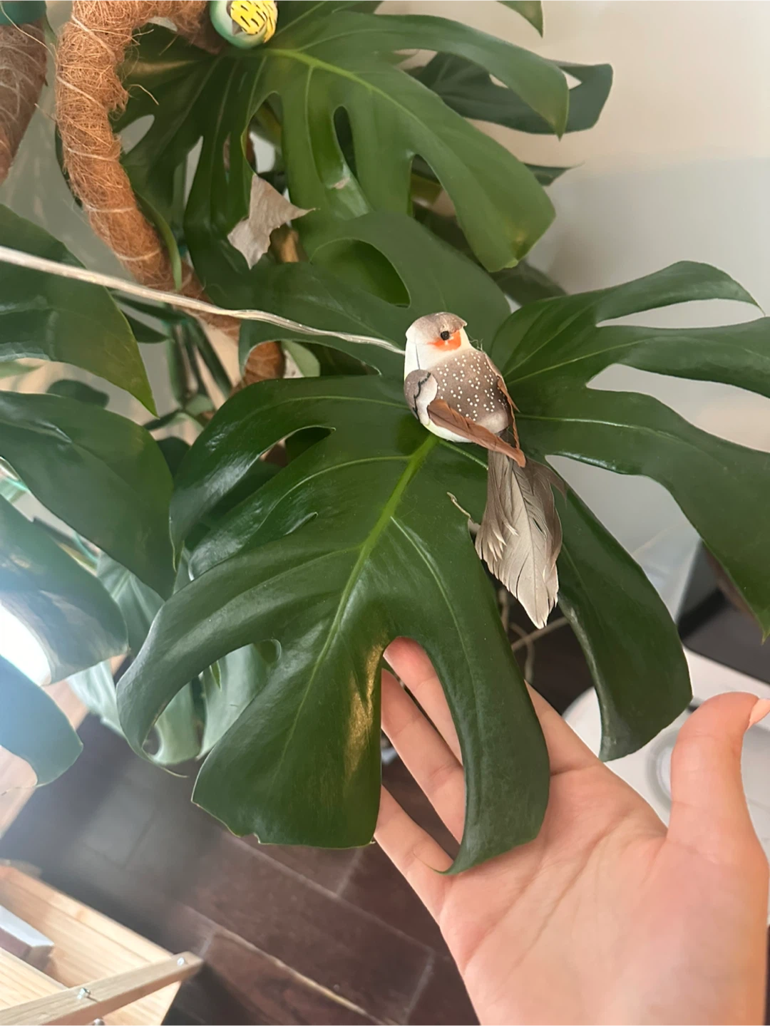 Monstera Deliciosa Plant