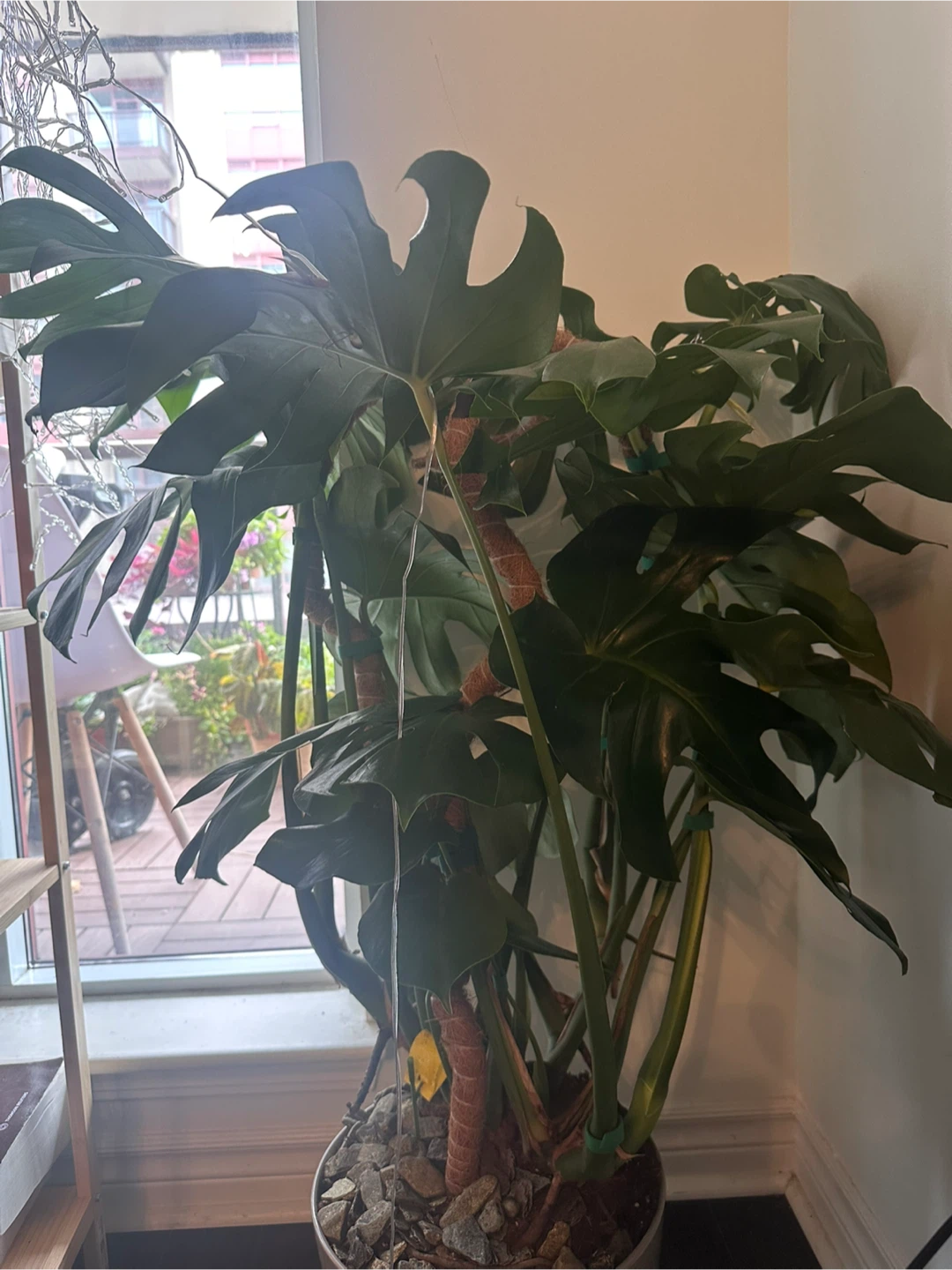 Monstera Deliciosa Plant - photo 2