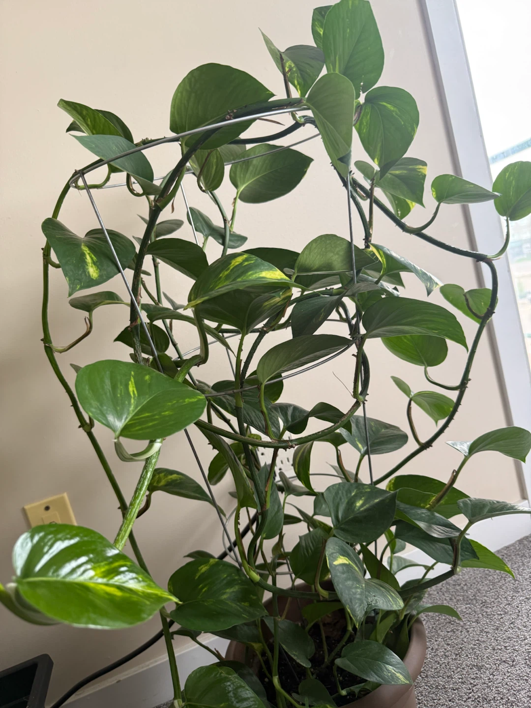 Beautiful Indoor Money Plant