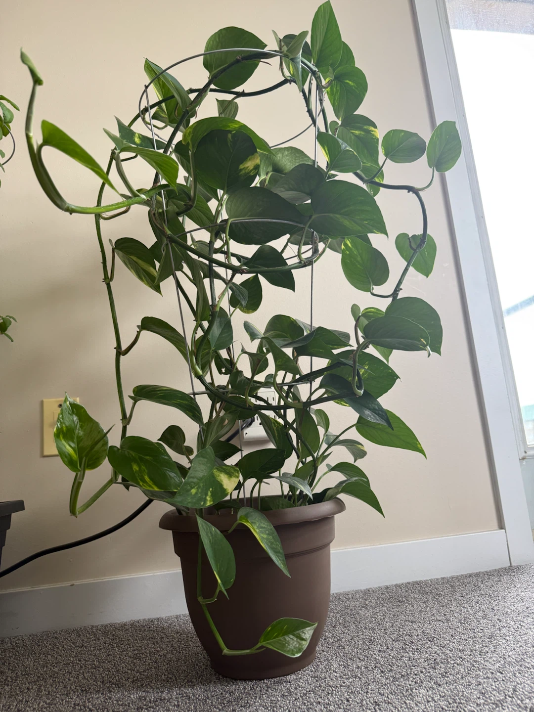 Beautiful Indoor Money Plant - photo 2