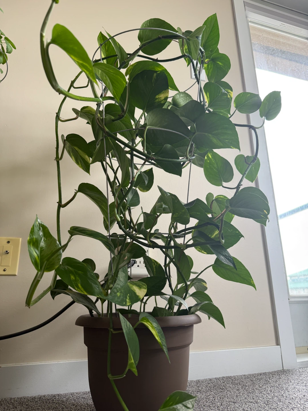 Beautiful Indoor Money Plant - photo 3