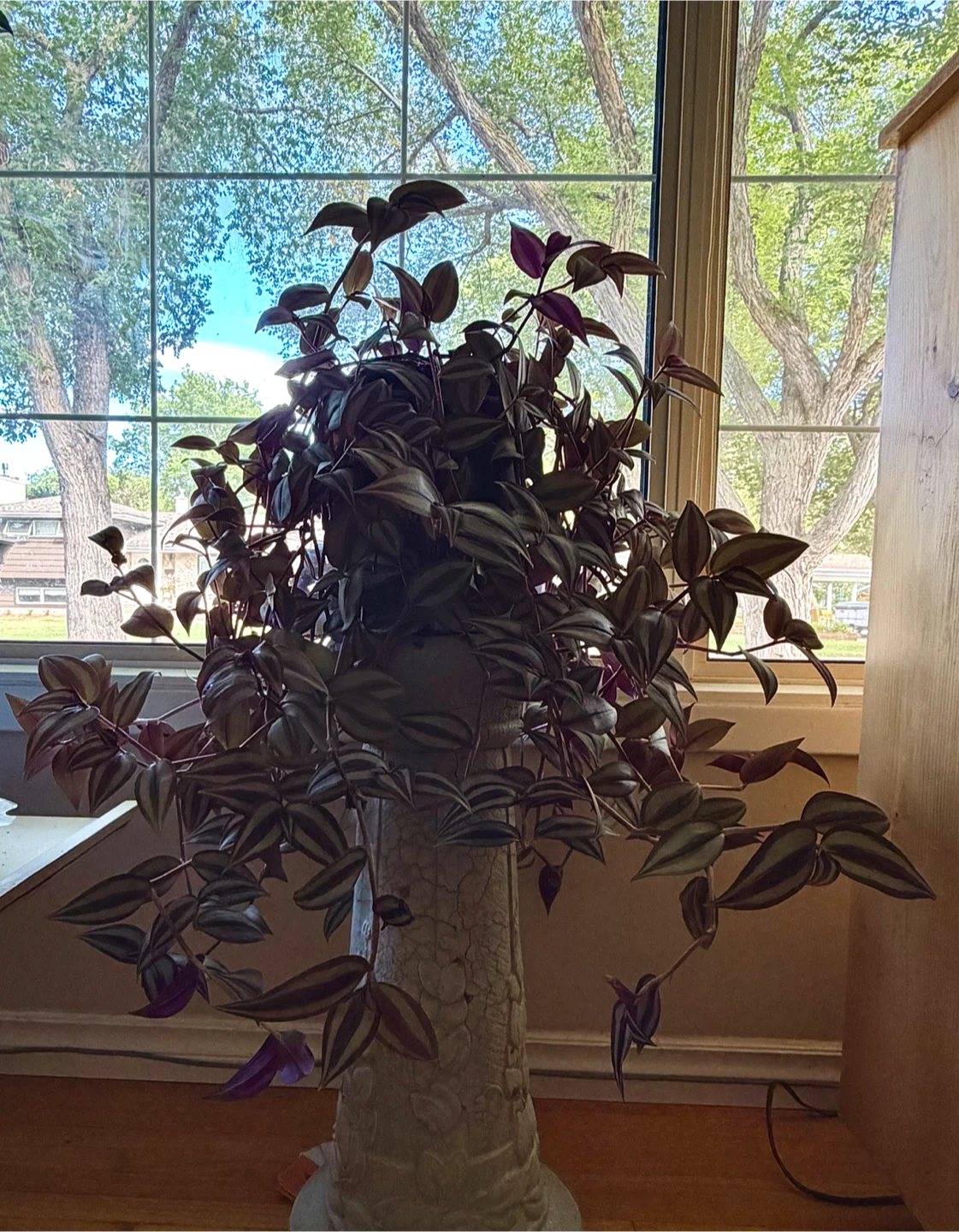 Tradescantia zebrina Wandering Dude plant