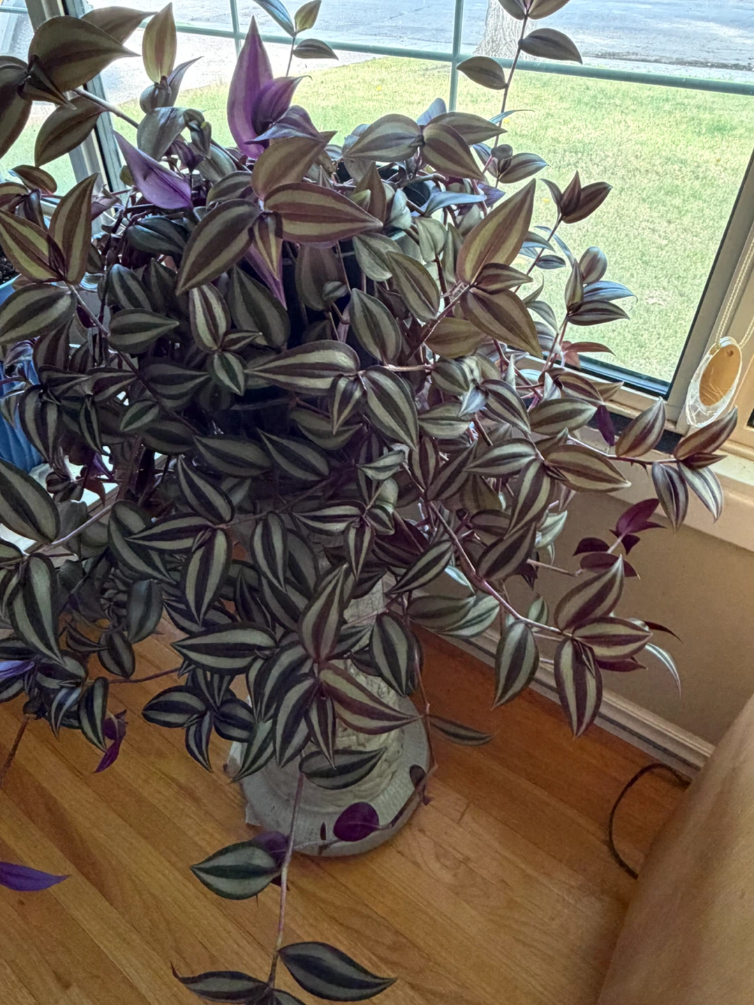 Tradescantia zebrina Wandering Dude plant - photo 2