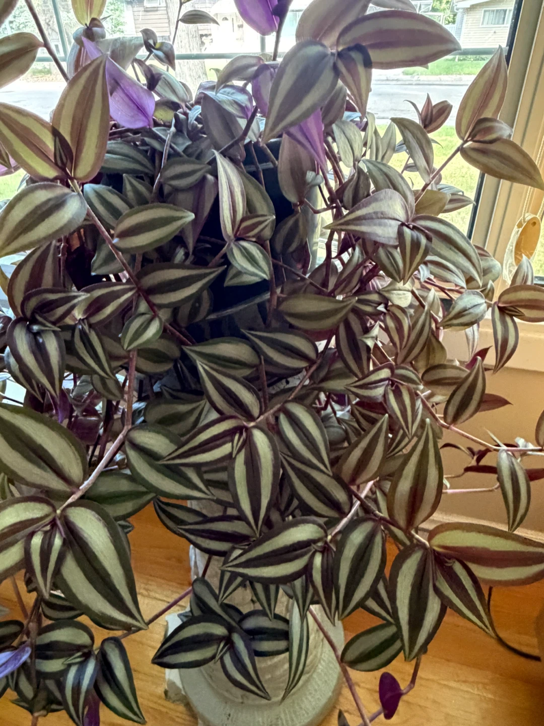 Tradescantia zebrina Wandering Dude plant - photo 3