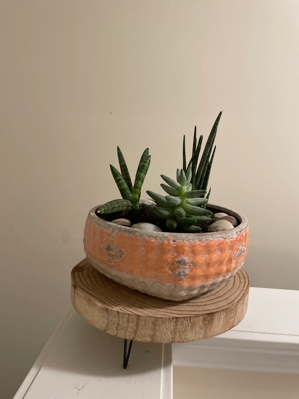 Succulent and Snake Plant Pot
