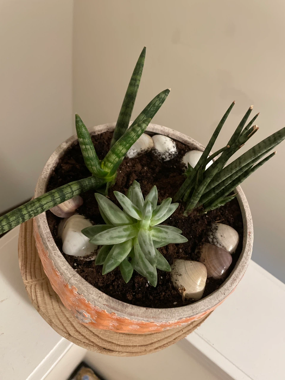 Succulent and Snake Plant Pot - photo 2