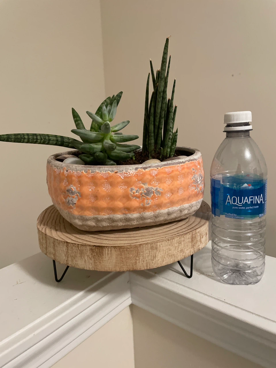 Succulent and Snake Plant Pot - photo 3