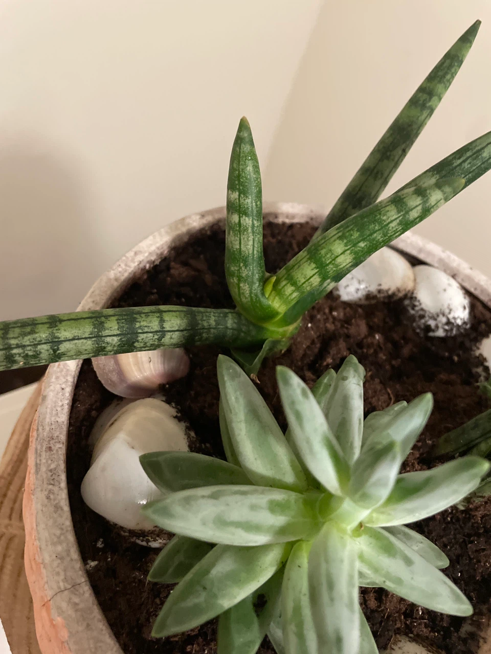 Succulent and Snake Plant Pot - photo 4