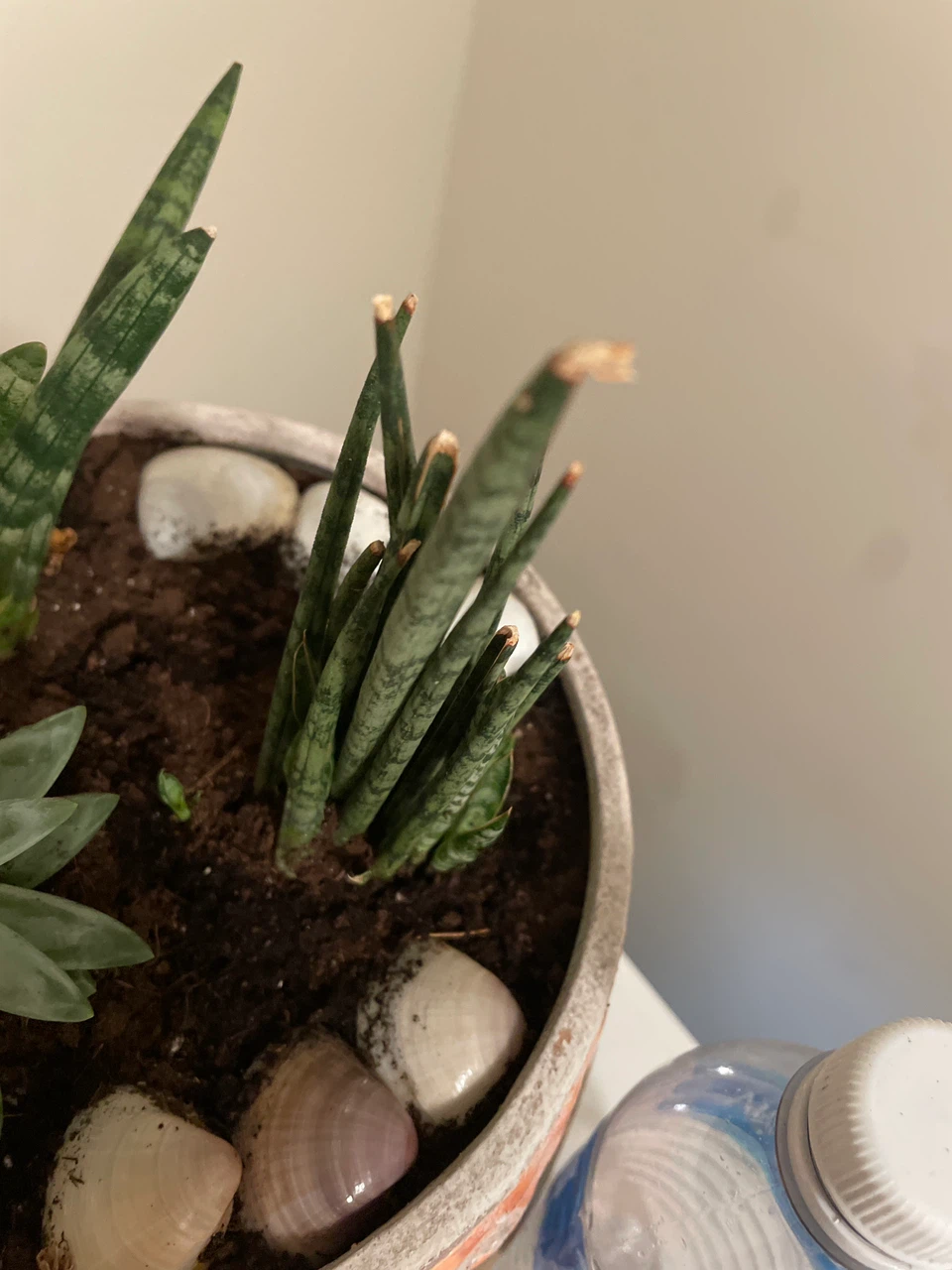 Succulent and Snake Plant Pot - photo 5