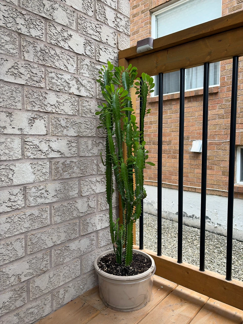 Tall Cactus Plant in Pot