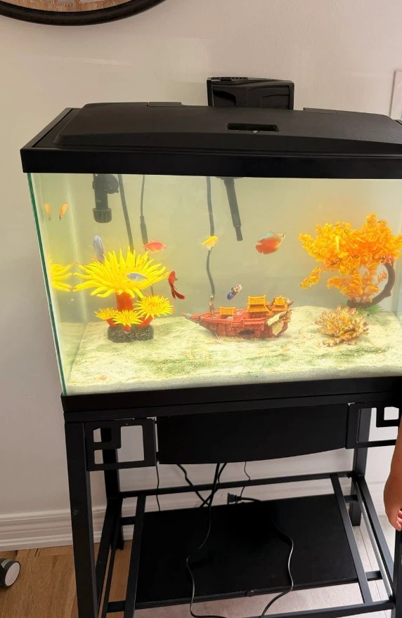 Glass Aquarium with Stand