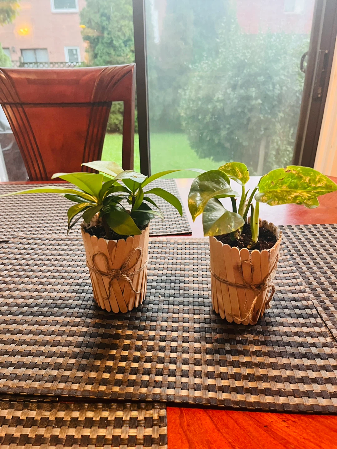 PLANT SET: Shoebutton Plant and Pothos
