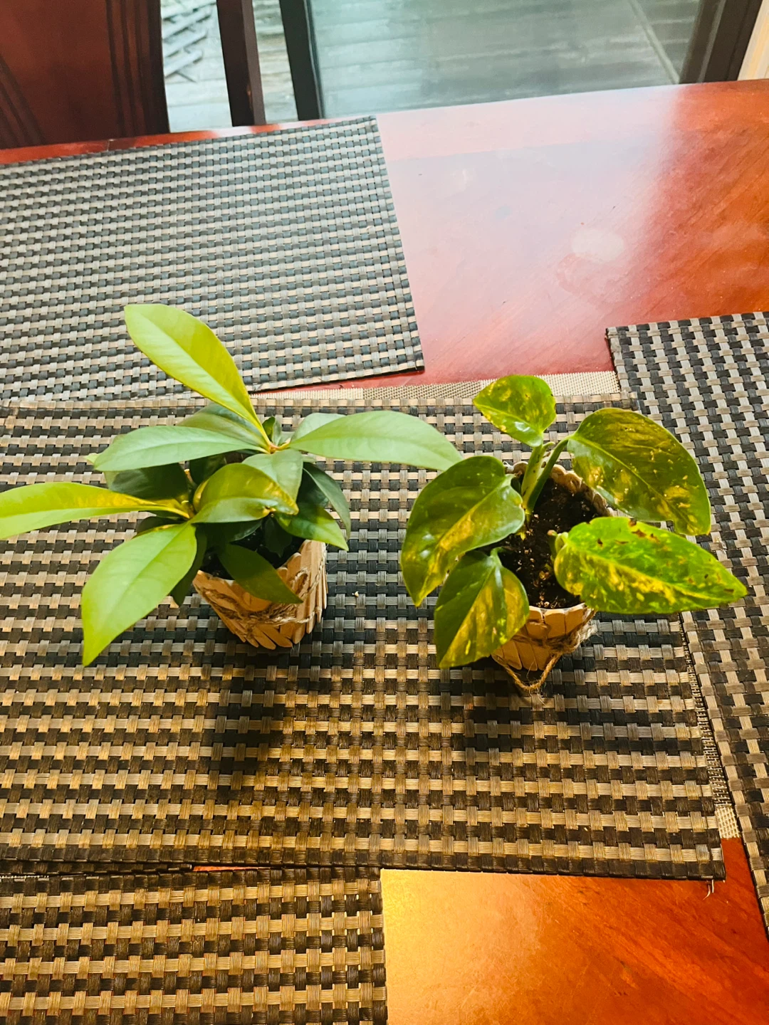 PLANT SET: Shoebutton Plant and Pothos - photo 2