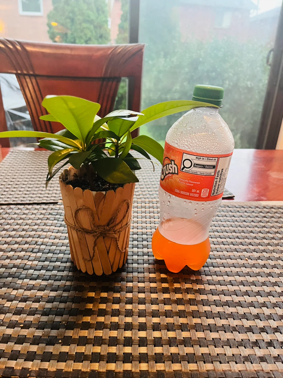 PLANT SET: Shoebutton Plant and Pothos - photo 3