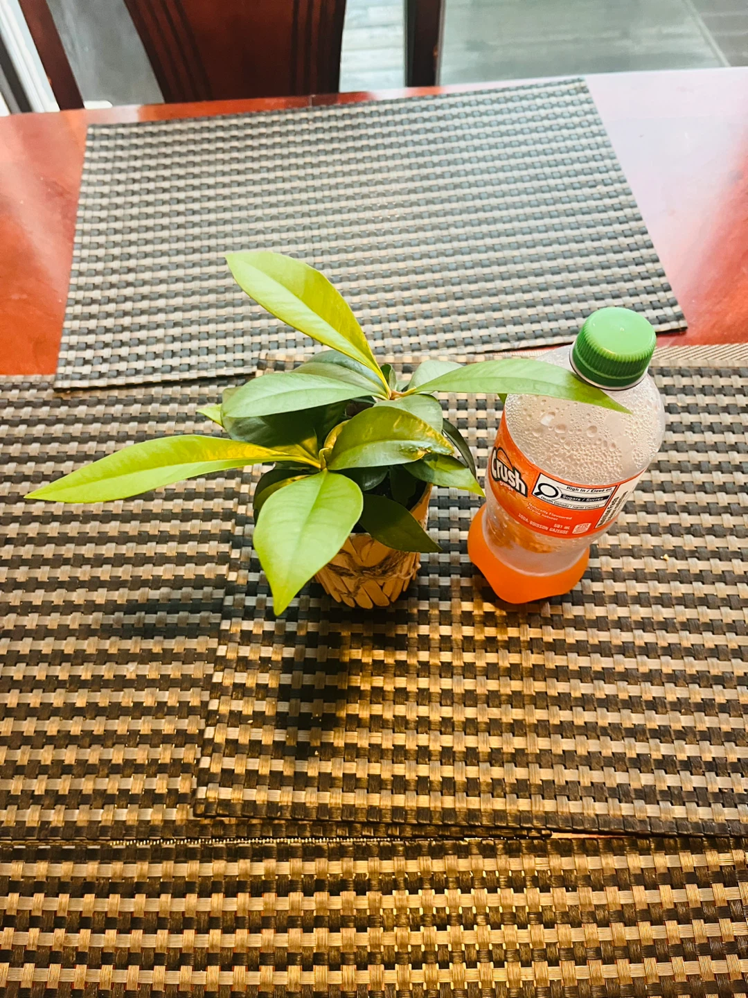 PLANT SET: Shoebutton Plant and Pothos - photo 4