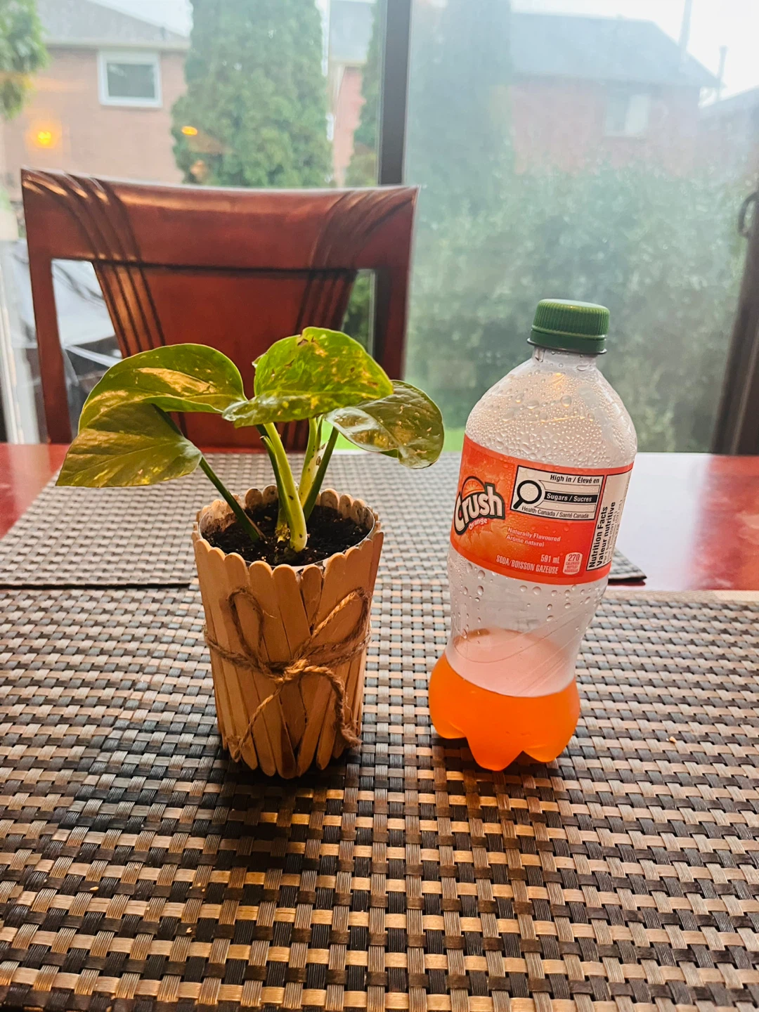 PLANT SET: Shoebutton Plant and Pothos - photo 5