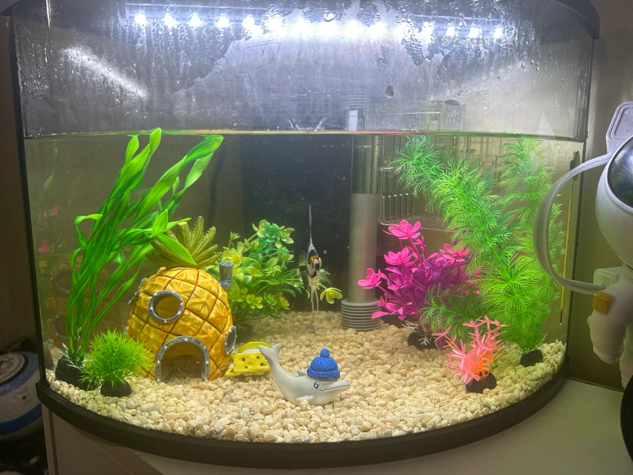 Curved Aquarium with Decorations and Light
