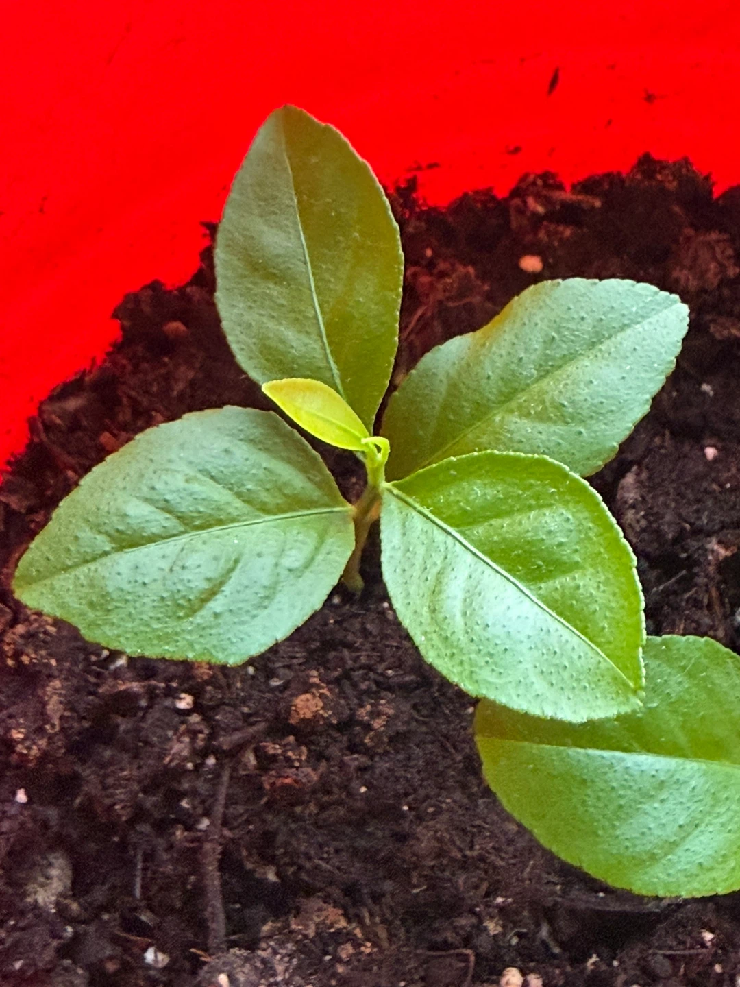 Young Lemon Tree Sapling