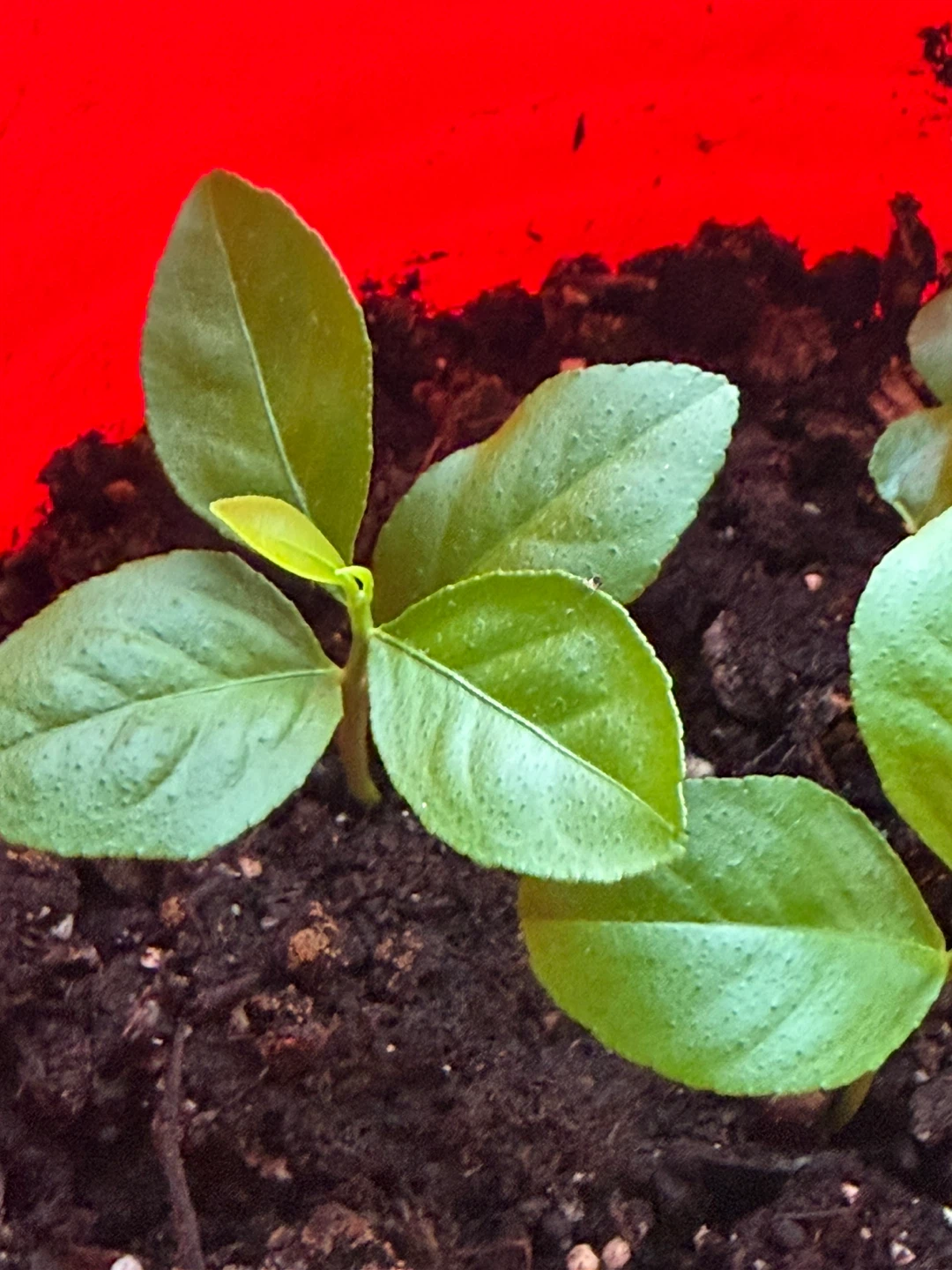 Young Lemon Tree Sapling - photo 2