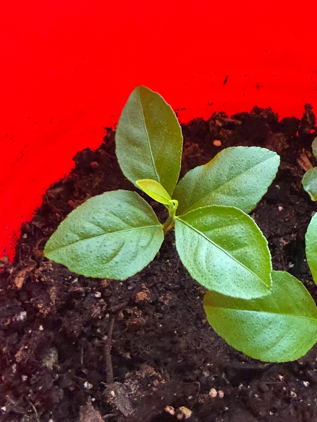 Young Lemon Tree Sapling - photo 3