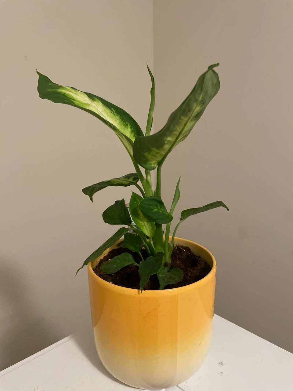 Dieffenbachia Plant in Yellow Pot