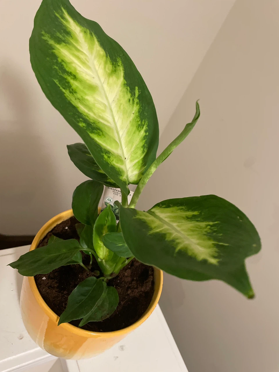 Dieffenbachia Plant in Yellow Pot - photo 2