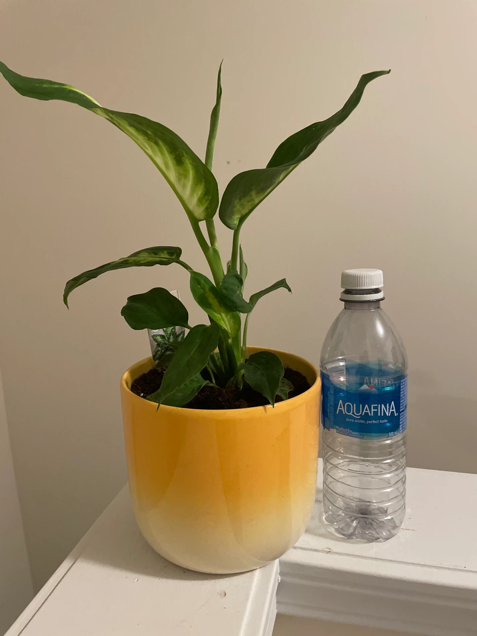 Dieffenbachia Plant in Yellow Pot - photo 3
