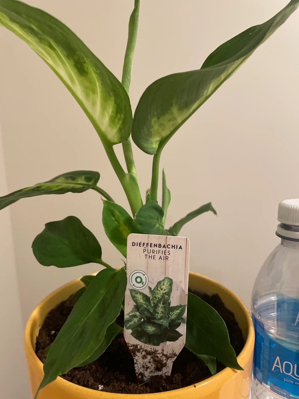 Dieffenbachia Plant in Yellow Pot - photo 4