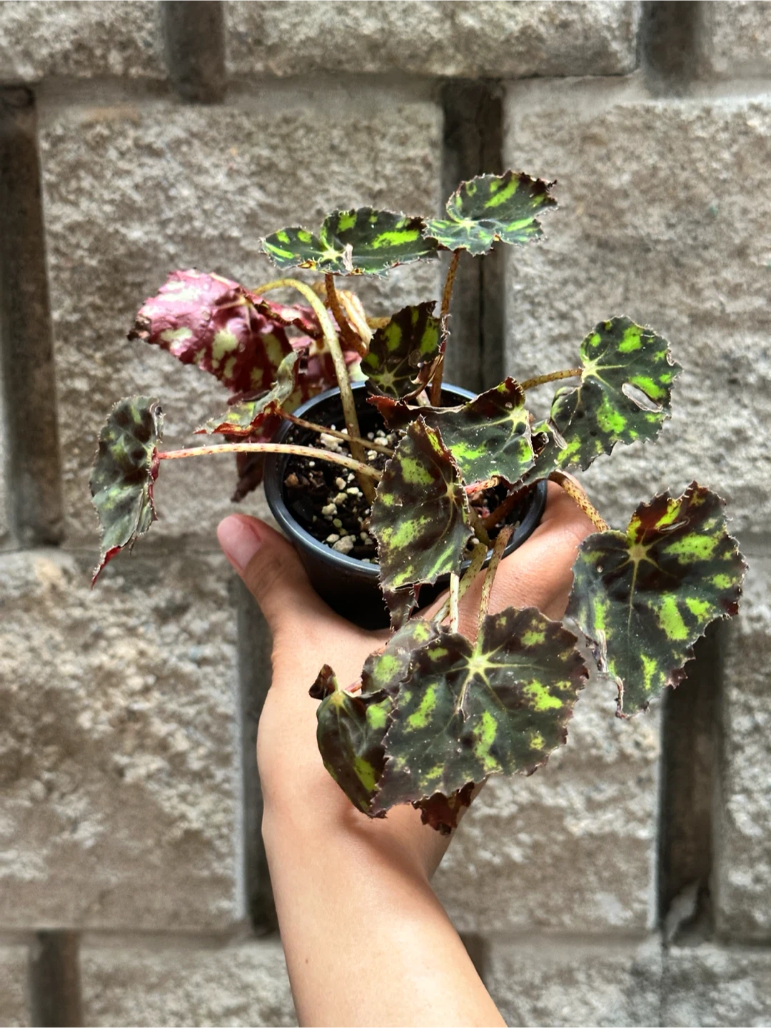 Begonia Plant