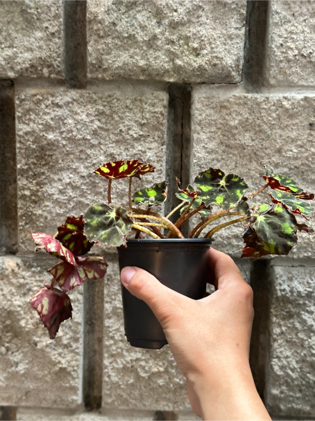 Begonia Plant - photo 2