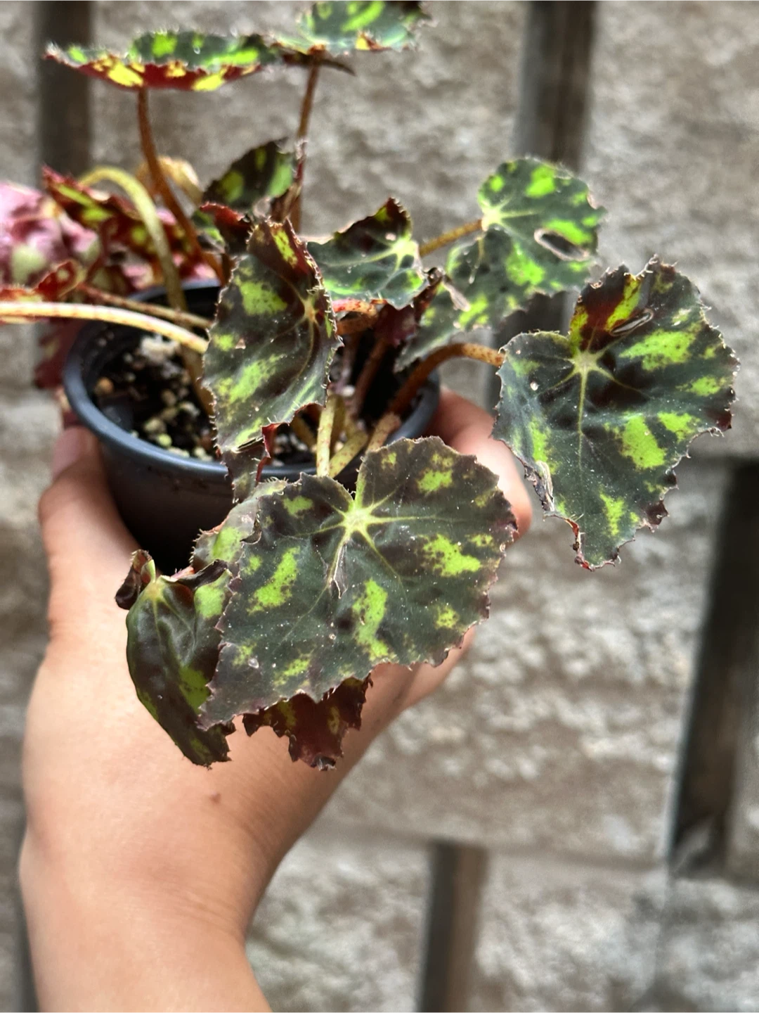 Begonia Plant - photo 3