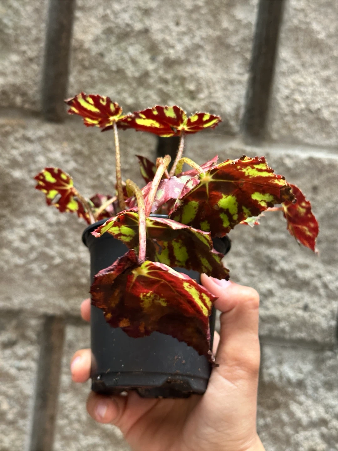 Begonia Plant - photo 4