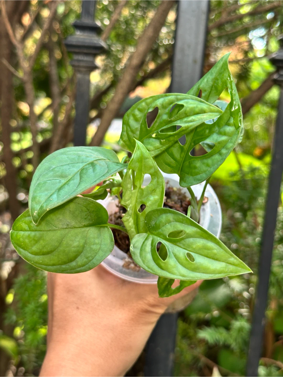 Monstera Adansonii Plant (Albo Revert)